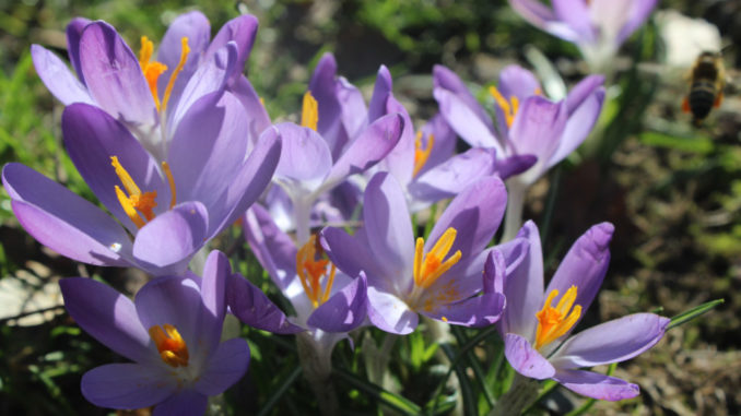 Blühende-Krokusse
