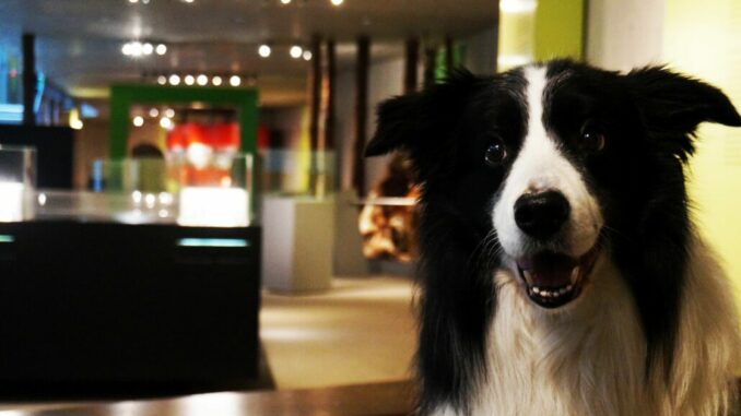 Namo_DoggyDay Foto: Kreis Mettmann