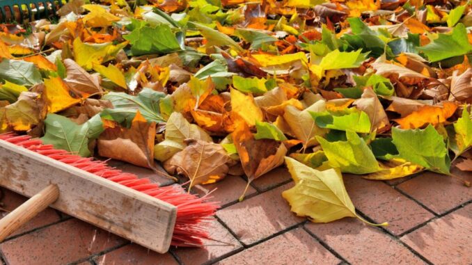 sweeping leaves