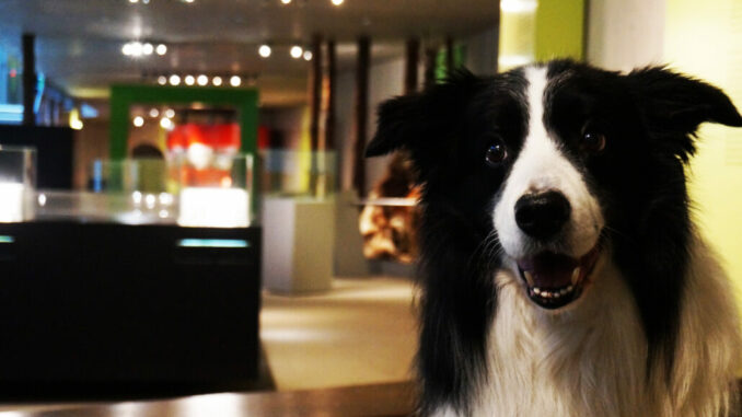 DoggyDayNeanderthalMuseum (002)