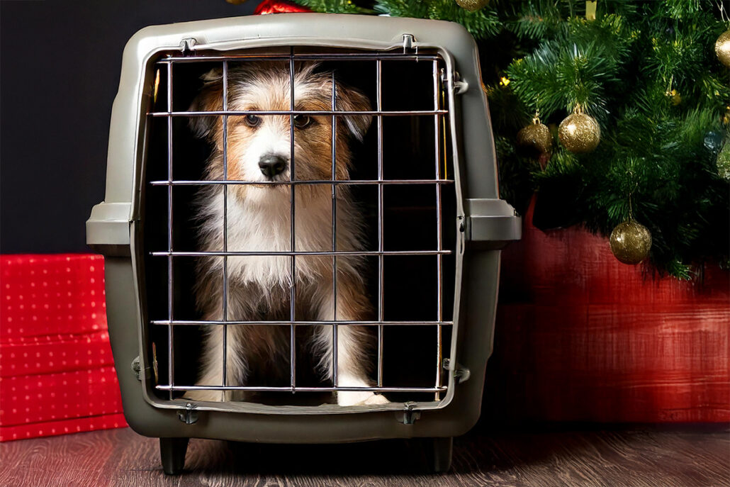 Tiere-als-Weihnachtsgeschenk