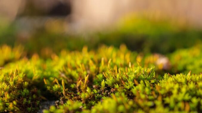 moss-3996123_1280-NickyPe-Pixabay