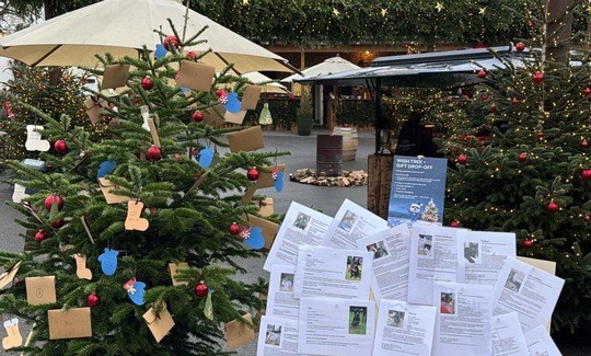 Wunschbaumaktion-2025