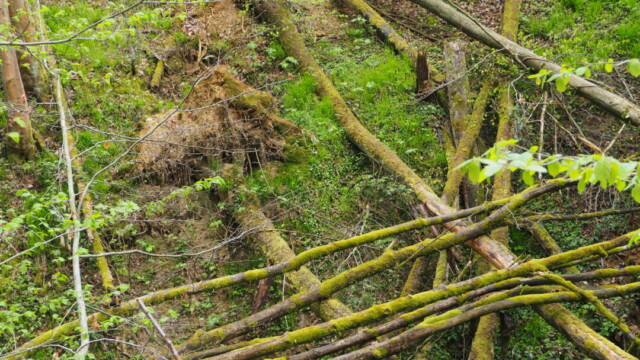 Einige Bäume finden im feuchten Boden bei Sturm keinen Halt mehr. © RG