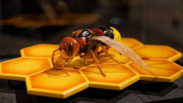 Foto: Lutz Wulfestieg