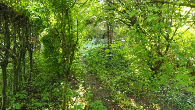 Ein schmaler Weg durchs Grün führt von der Gartenpforte in den Pfarrgarten. Foto: RG