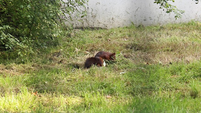 Eichhörnchen auf der Wiese der Grundschule an der Düsselstraße. Foto: Christian Zimmer