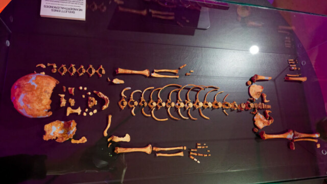 Das gut erhaltene Sklett eines Neanderthalerkindes. "In Wirklichkeit war es etwa 35 Zentimeter groß", erklärt Dustin Welper vom Museum. Foto: Lutz Wulfestieg