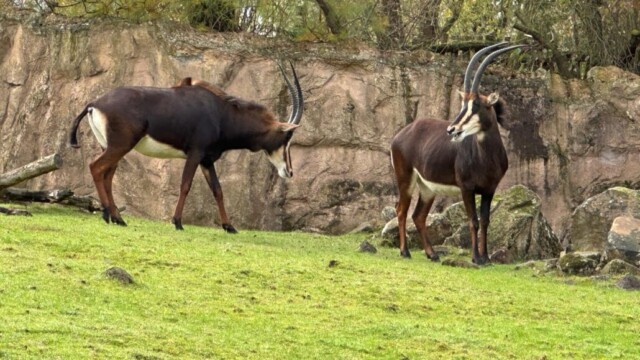 Foto: Gabriela Klosa